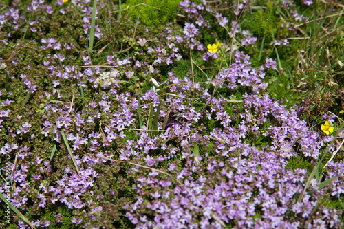 Thymus plant in Pico island, Azores, Portugal