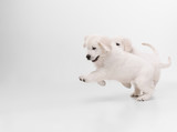 Best friend. English cream golden retrievers posing. Cute playful doggies or purebred pets looks cute isolated on white background. Concept of motion, action, movement, dogs and pets love. Copyspace.