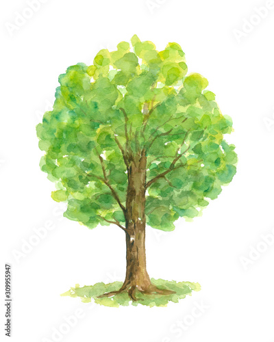 Green Summer Tree Watercolor painting isolated on white background hand painted