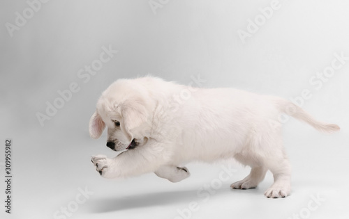 Catching. English cream golden retriever playing. Cute playful doggy or purebred pet looks cute isolated on white background. Concept of motion, action, movement, dogs and pets love. Copyspace. © master1305