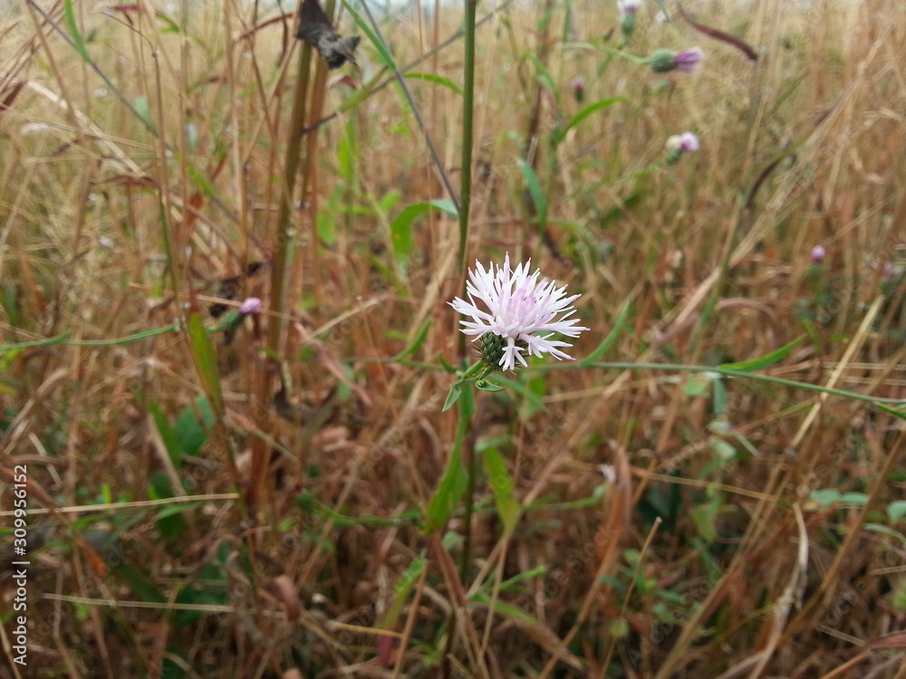 flowers in a field