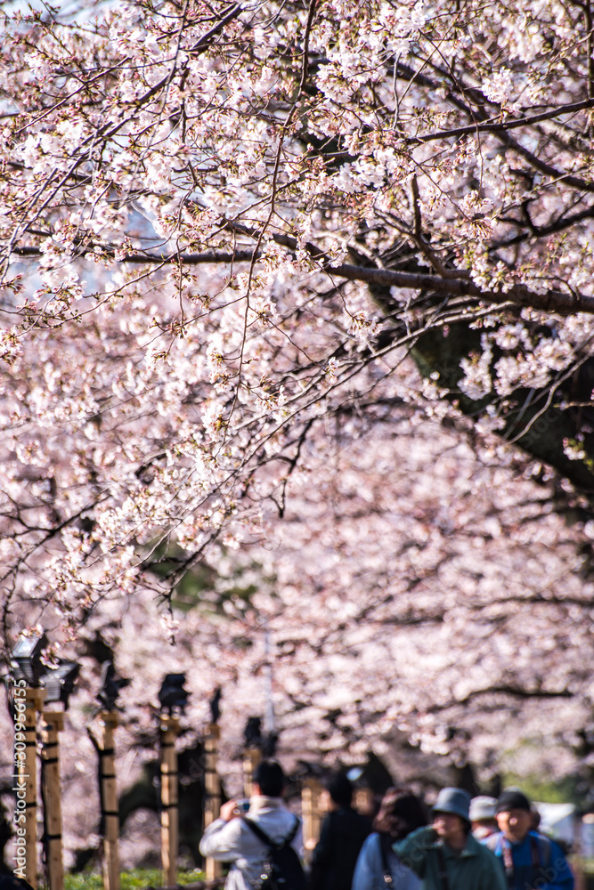 custom made wallpaper toronto digitalcherry blossom at chidori ga fuchi, tokyo, japan