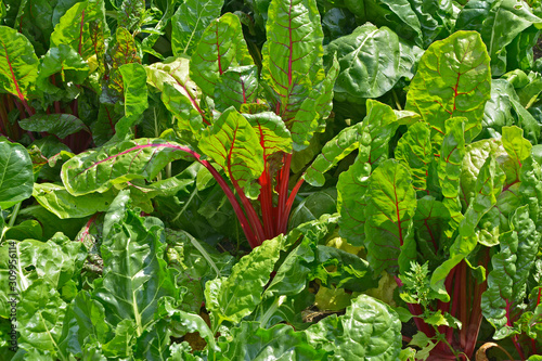 Valokuva Close up of colourful Swiss Chard growing in a vegetable garden