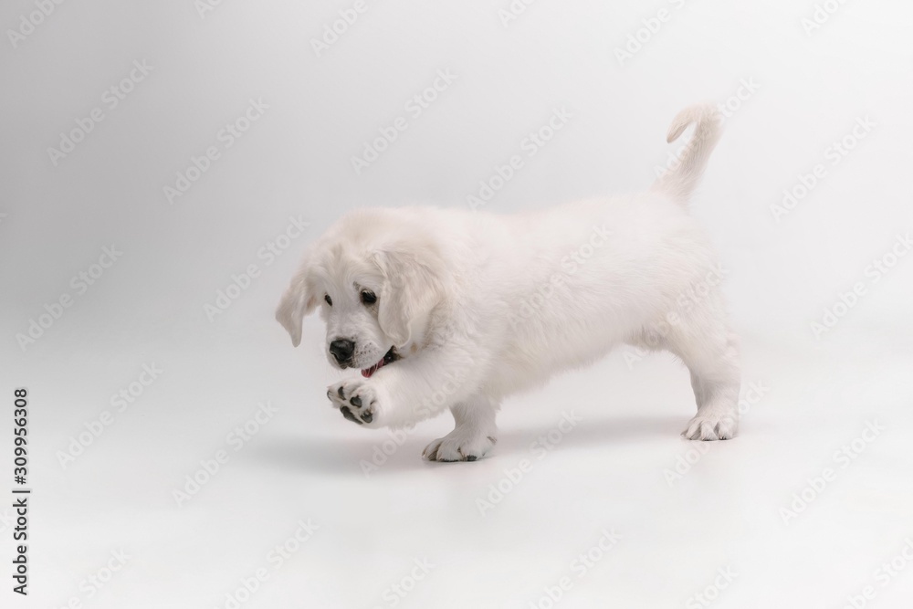 Catching. English cream golden retriever playing. Cute playful doggy or purebred pet looks cute isolated on white background. Concept of motion, action, movement, dogs and pets love. Copyspace. Catching. English cream golden retriever playing. Cute playful doggy or purebred pet looks cute isolated on white background. Concept of motion, action, movement, dogs and pets love. Copyspace.