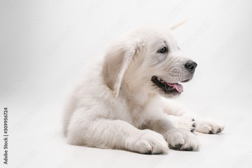 Best friend. English cream golden retriever playing. Cute playful doggy or purebred pet looks cute isolated on white background. Concept of motion, action, movement, dogs and pets love. Copyspace.