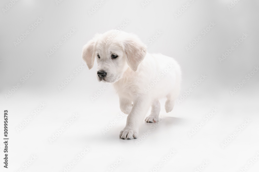 Obraz premium Best friend. English cream golden retriever playing. Cute playful doggy or purebred pet looks cute isolated on white background. Concept of motion, action, movement, dogs and pets love. Copyspace.