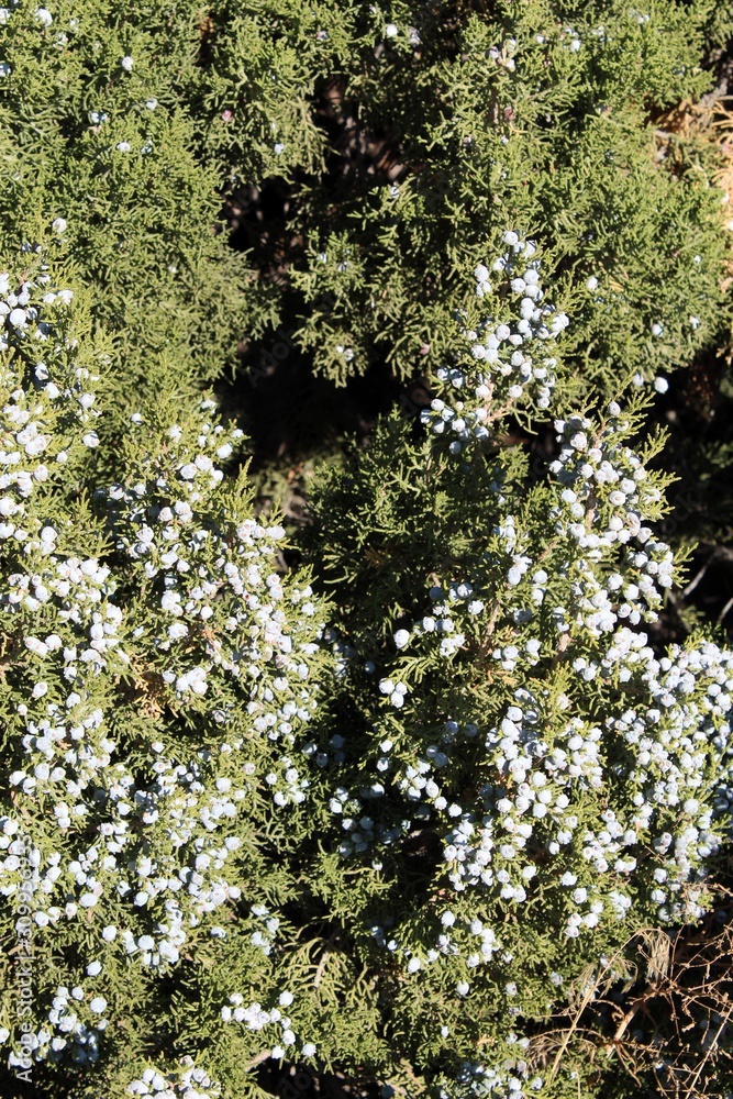Seeds within fleshy cones of this Southern Mojave Desert native plant, California Juniper, Juniperus Californica, eventually sever, and compete to grow near Keys View of Joshua Tree National Park.