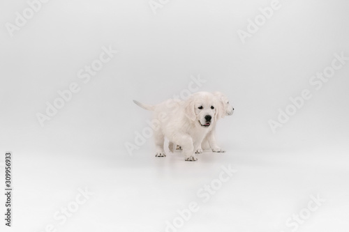 Best friend. English cream golden retrievers posing. Cute playful doggies or purebred pets looks cute isolated on white background. Concept of motion, action, movement, dogs and pets love. Copyspace.