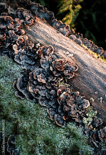 A log with mushrooms, fungus, moss and lichen seen on a walk in South Manchester.  