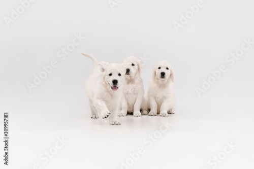 English cream golden retrievers posing. Cute playful doggies or purebred pets looks playful and cute isolated on white background. Concept of motion, action, movement, dogs and pets love. Copyspace.