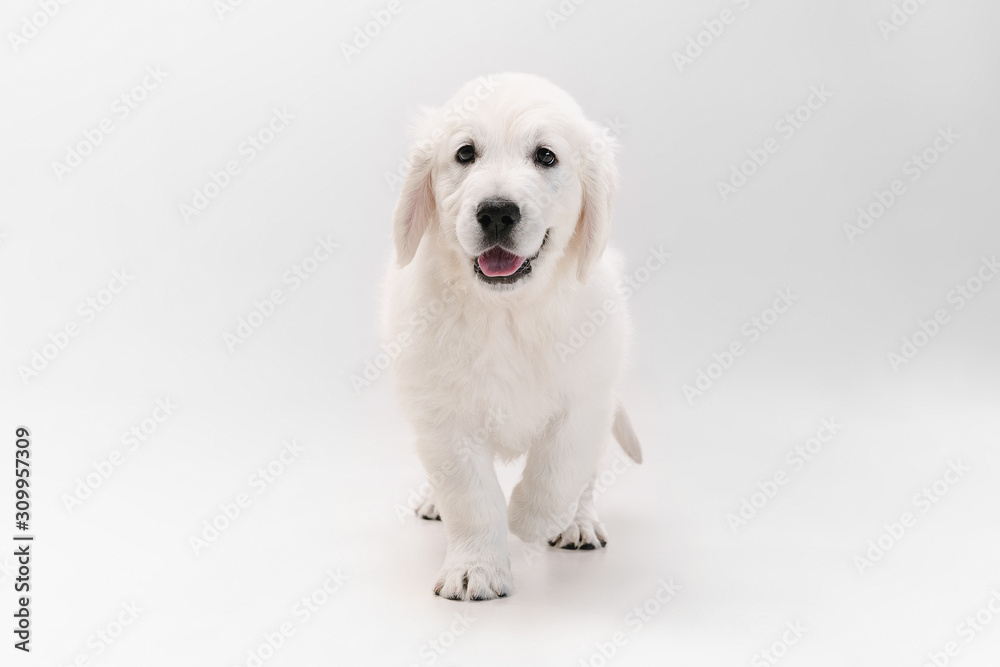 Fototapeta premium Best friend. English cream golden retriever playing. Cute playful doggy or purebred pet looks cute isolated on white background. Concept of motion, action, movement, dogs and pets love. Copyspace.