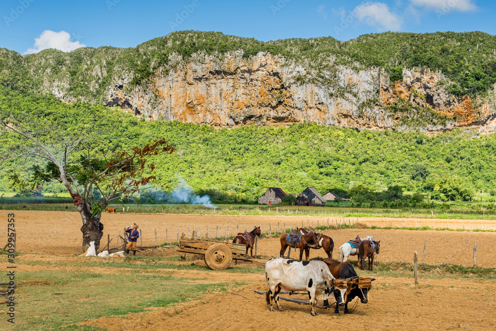 Obraz premium Vinales rural life