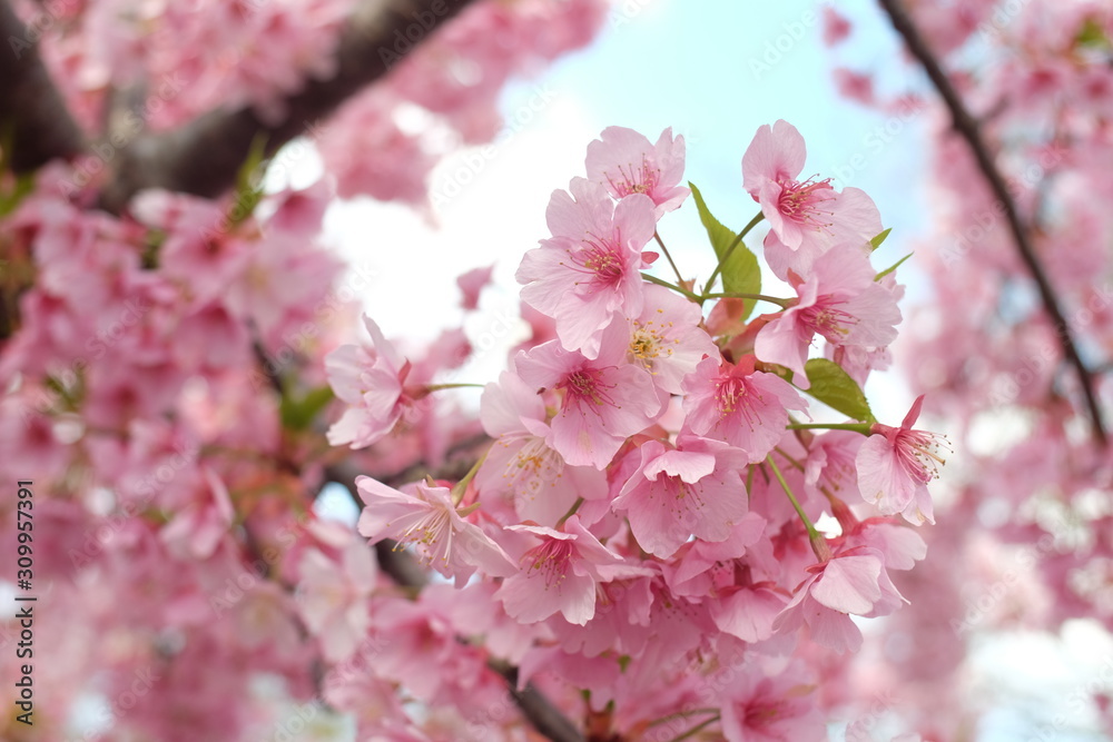 Obraz premium 2019sakura