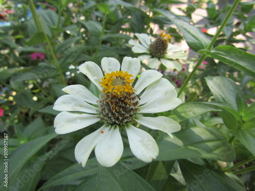 Close up view of beauty bunga kertas or kenikir kenikiran asteraceae or daisy comopistae aster comopoiste sunflower flowers plant. Head Red  yellow white orange gold purple red brown color subfamilies photo