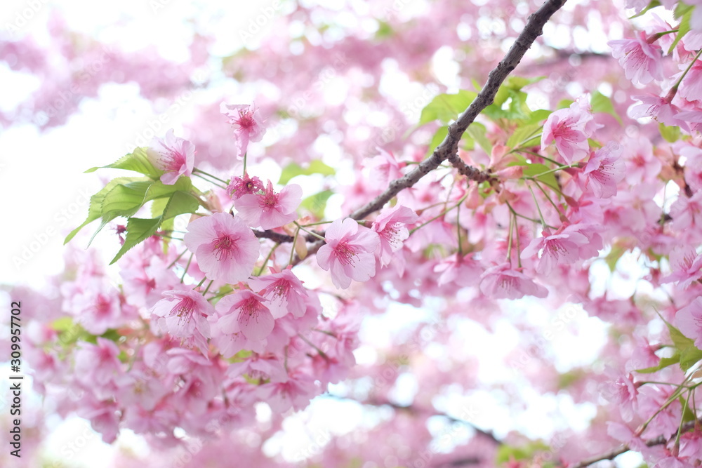 Fototapeta premium 2019sakura