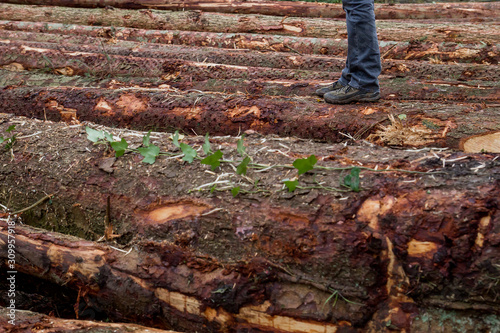 Man standing on chopped pine tree logs