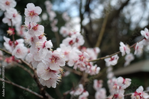 2019sakura photo