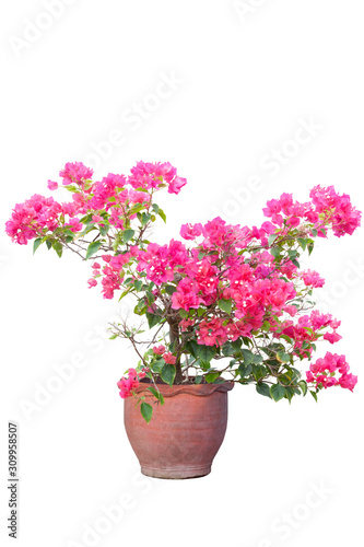 Magenta Bougainvillea flower bloom in brown pot isolated on white background.
