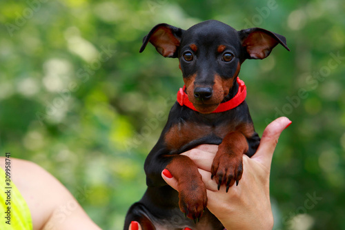 Dog breed dachshund