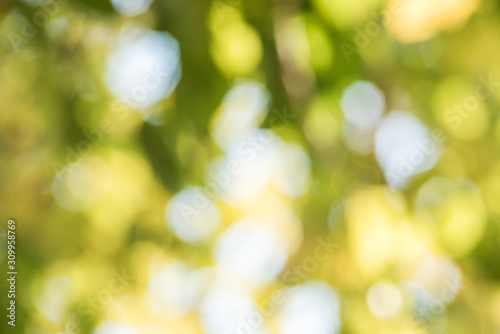 Green bokeh from nature background