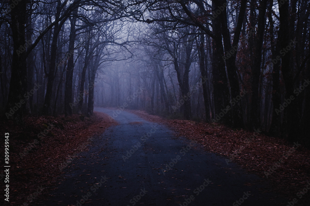 Fototapeta premium BOSQUE TENEBROSO