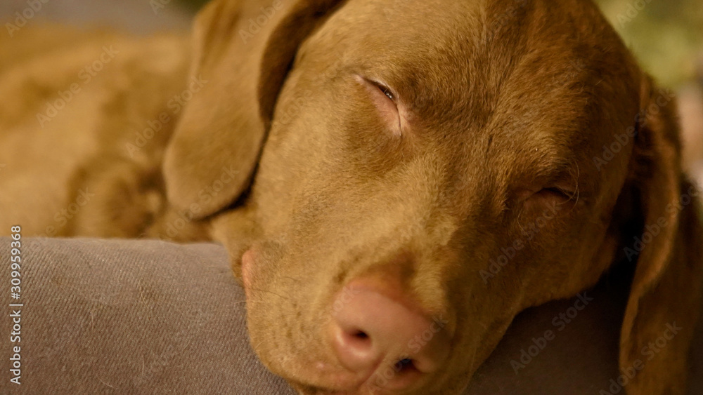 custom made wallpaper toronto digitalChesapeake Bay Retriever resting sleeping