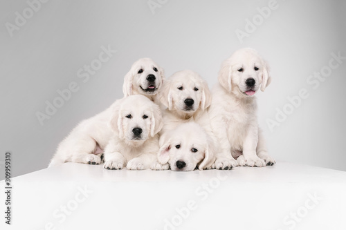 Big family. English cream golden retrievers posing. Cute playful doggies or purebred pets looks cute isolated on white background. Concept of motion, action, movement, dogs and pets love. Copyspace.