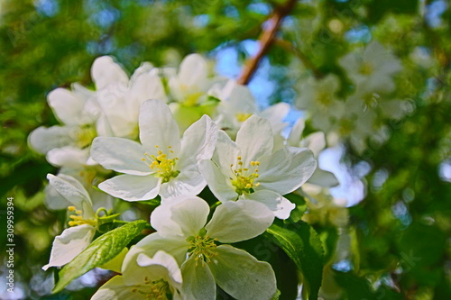 white flowers of apple tree