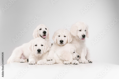 Big family. English cream golden retrievers posing. Cute playful doggies or purebred pets looks cute isolated on white background. Concept of motion, action, movement, dogs and pets love. Copyspace.