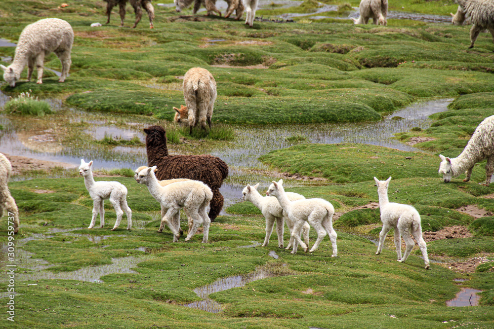 Obraz premium Alpaka-Kindergarten