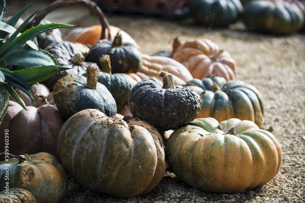 Courges de différentes variétés et couleurs Stock Photo | Adobe Stock