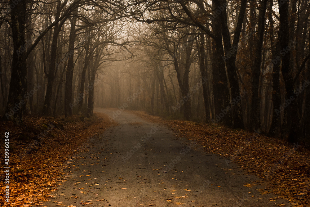 Obraz premium BOSQUE