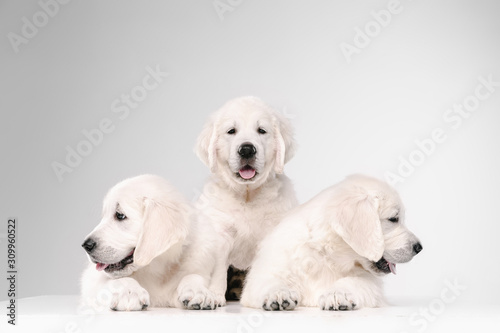English cream golden retrievers posing. Cute playful doggies or purebred pets looks playful and cute isolated on white background. Concept of motion, action, movement, dogs and pets love. Copyspace.