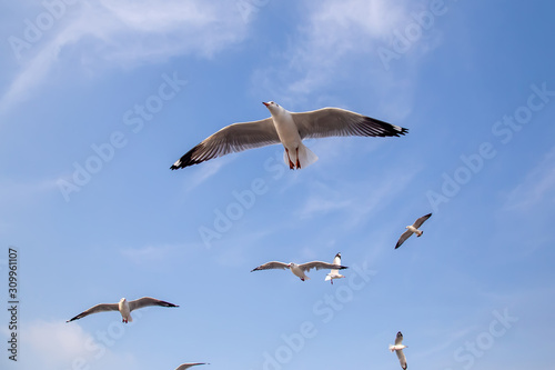 The herd of gulls is flying in the blue sky. Seagull migrated to the Gulf of Thailand during the winter at Bangpoo municipality, Samut Prakan province , Thailand.