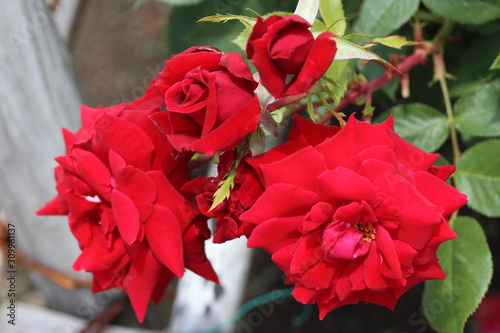 薔薇　ばら　ウルメール ムンスター