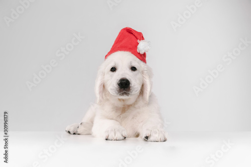 Happy New Year. English cream golden retriever. Cute playful doggy or pet looks cute on white background. Concept of motion, action, movement, dogs and pets love. Wearing Santa's clothes for 2020. © master1305