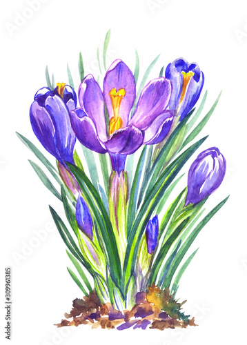 Spring crocuses flowers, watercolor on a white background, isolated. Painted flowers for a romantic, easter, greeting card, botanical illustration.