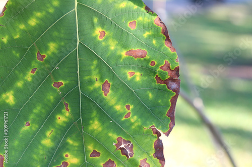 Teak leaves with dry and yellow patches caused by lack of nutrients in plants