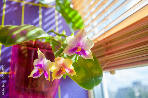 Beautiful rare orchid in pot on blue background photo