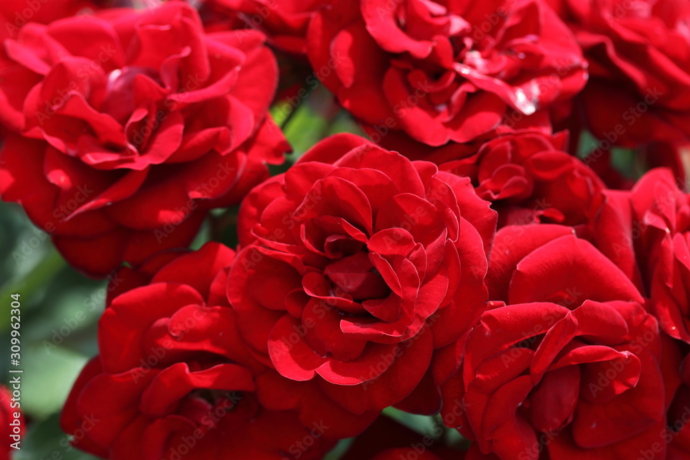 薔薇 ばら ラバグルート 薔薇 ばら ラバグルート