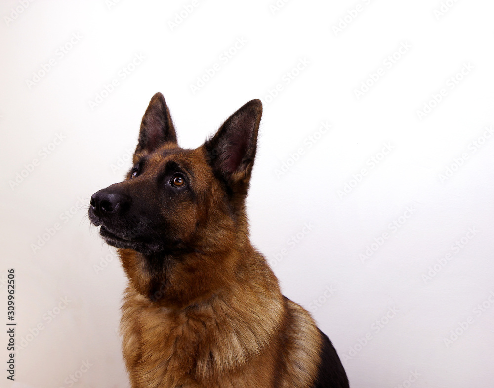 Studio portrait of young friendly German Shepherd. Isolated on white background.