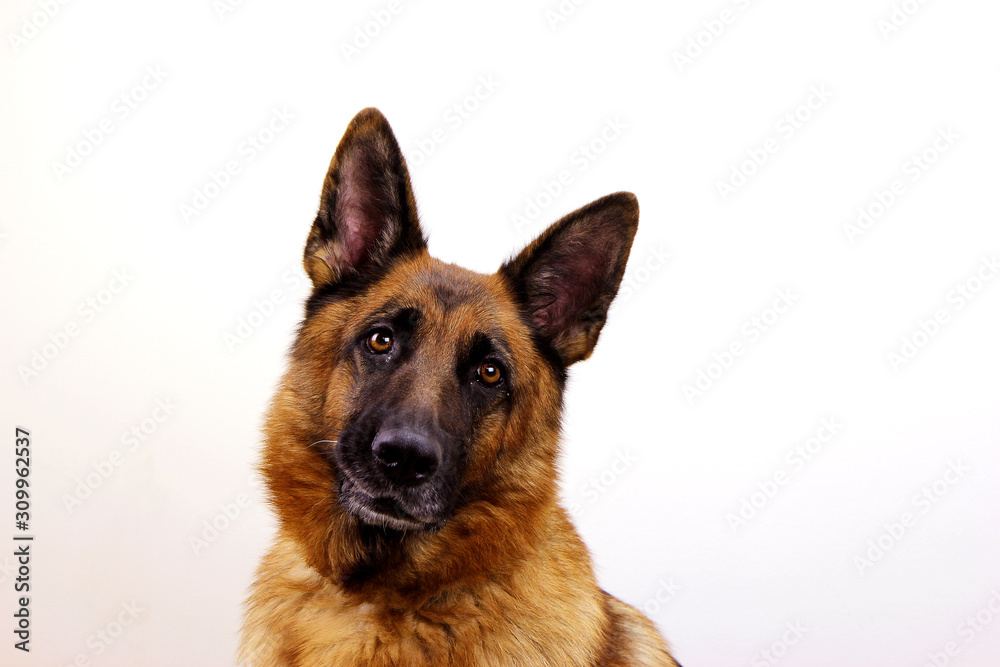 Studio portrait of young friendly German Shepherd. Isolated on white background. Studio portrait of young friendly German Shepherd. Isolated on white background.