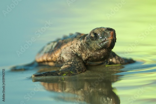 Baby loggerhead Sea turtle emerges to a bright beach 