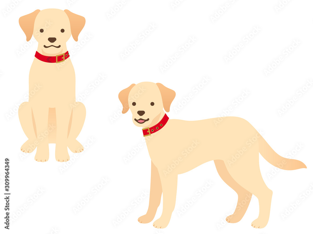 赤い首輪をしたラブラドール レトリーバーのイラスト 真正面お座り 立つ Vector De Stock Adobe Stock