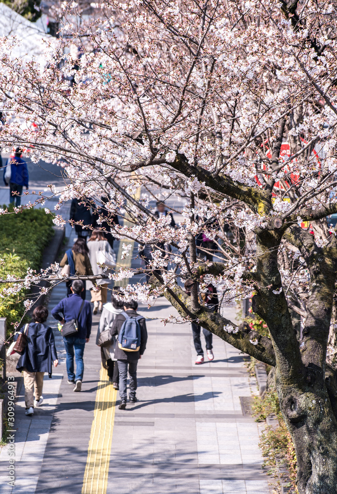 Visitors enjoying the scenario surrounded by Chidori-ga-fuchi Moat's cherry blossoms (sakura) on a rental boat ride. Visitors enjoying the scenario surrounded by Chidori-ga-fuchi Moat's cherry blossoms (sakura) on a rental boat ride.