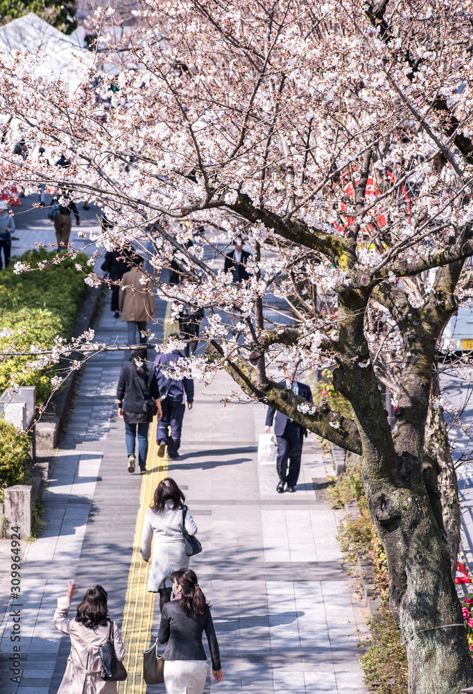 Visitors enjoying the scenario surrounded by Chidori-ga-fuchi Moat's cherry blossoms (sakura) on a rental boat ride.