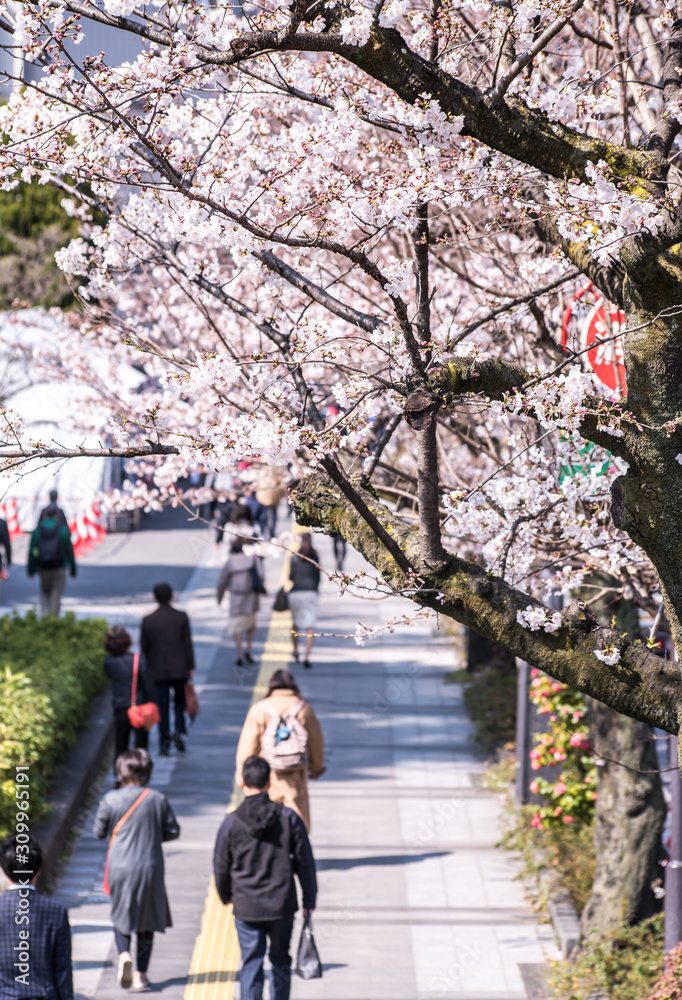 Visitors enjoying the scenario surrounded by Chidori-ga-fuchi Moat's cherry blossoms (sakura) on a rental boat ride.