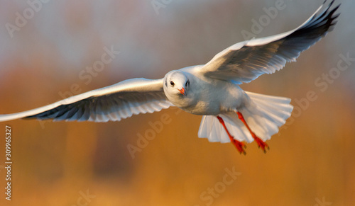 seagull in flight © Bryn