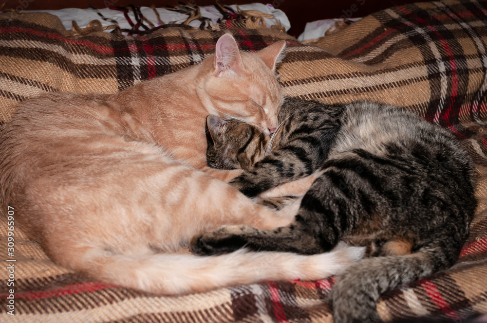 soft focus of two adorable tabby cats sleeping and hugging with paws and tails on plaid blanket at home soft focus of two adorable tabby cats sleeping and hugging with paws and tails on plaid blanket at home