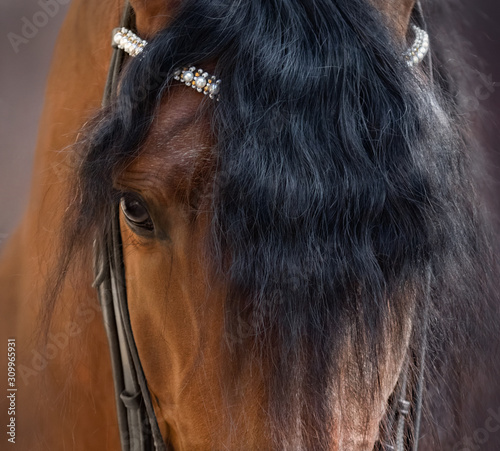 Close up image of eye, head and forelock of Andalusian horse.